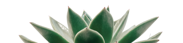 succulent